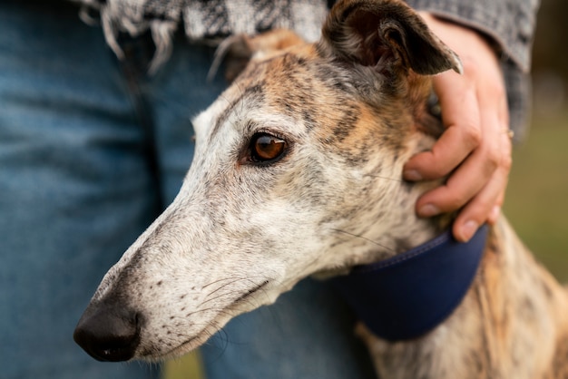 Kostenloses Foto vorderansicht-besitzer, der hund streichelt