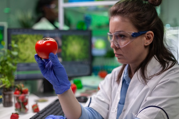 Vorderansicht der Biologen-Forscherin, die Tomate analysiert, die mit chemischer DNA injiziert wurde