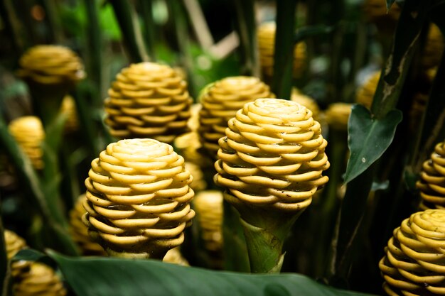 Kostenloses Foto vorderansicht der gelben exotischen blumen