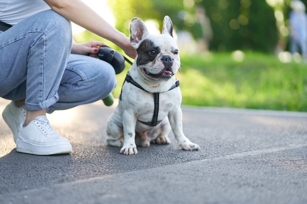 Vorderansicht der niedlichen männlichen französischen Bulldogge, die auf Straße sitzt und beiseite schaut. Nicht erkennbare Besitzerin, die ein Haustier an der Leine hält und sich in der Nähe im Stadtpark ausruht. Haustiere, Haustiere Konzept.