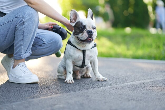 Vorderansicht der niedlichen männlichen französischen Bulldogge, die auf Straße sitzt und beiseite schaut. Nicht erkennbare Besitzerin, die ein Haustier an der Leine hält und sich in der Nähe im Stadtpark ausruht. Haustiere, Haustiere Konzept.