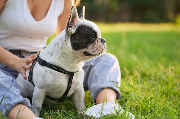 Vorderansicht der reinrassigen männlichen französischen Bulldogge, die auf Gras sitzt und beiseite schaut. Nicht erkennbarer weiblicher Besitzer, der Haustier unter Verwendung der Leine hält und nahe im Stadtpark sitzt. Haustiere, Haustierkonzept.