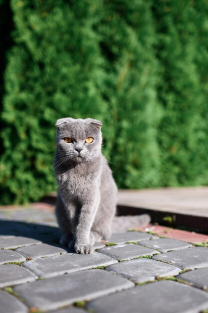 Vorderansicht der reinrassigen schottischen Katze mit gefalteten Ohren, schattierte Farbe und flauschigem Fell, große und runde Augen, die in die Kamera blicken, während sie im Sommertag auf der Straße auf dem Hintergrund von Pflanzen sitzen