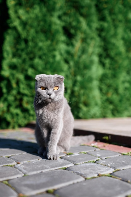 Vorderansicht der reinrassigen schottischen Katze mit gefalteten Ohren, schattierte Farbe und flauschigem Fell, große und runde Augen, die in die Kamera blicken, während sie im Sommertag auf der Straße auf dem Hintergrund von Pflanzen sitzen