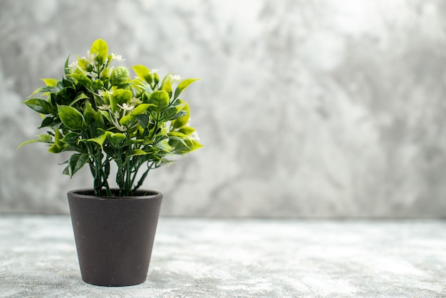 Vorderansicht der schönen Blume in einem braunen Topf auf weißem Hintergrund