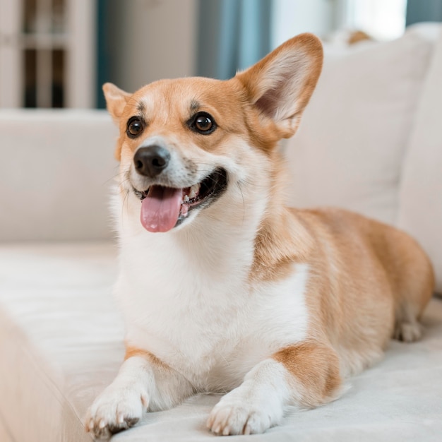 Vorderansicht des niedlichen Hundes auf der Couch zu Hause