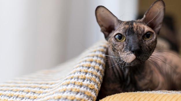 Vorderansicht des schönen Katzenkonzepts