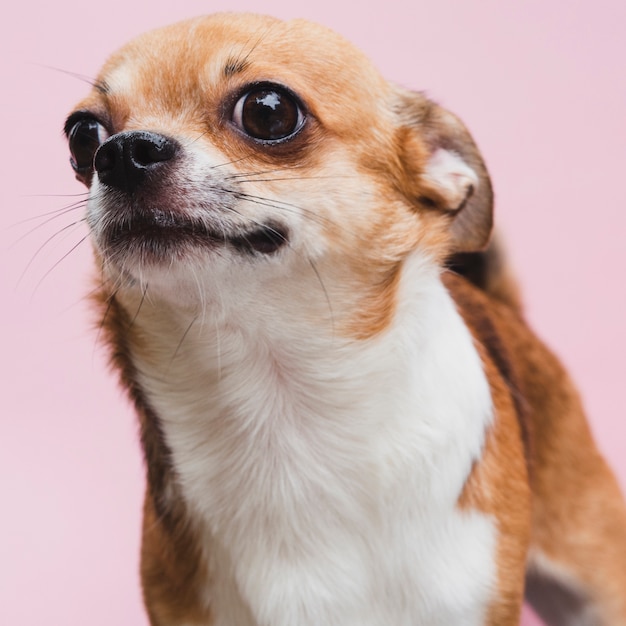 Kostenloses Foto vorderansicht emotionaler netter hund