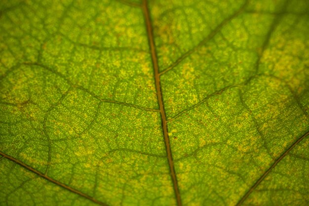 Vorderansicht grünes Blatt Pflanzenbaum Farbfoto