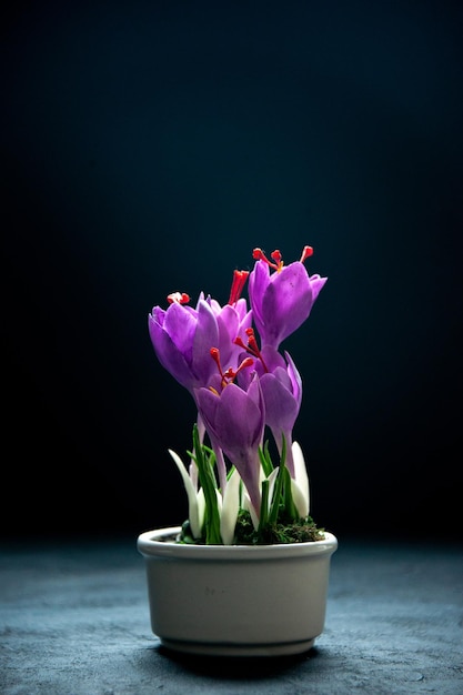 Kostenloses Foto vorderansicht lila blumen im topf auf einem dunklen hintergrund pflanzenbaum blume schönheit natur luft