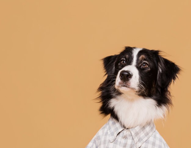 Vorderansicht niedlicher Hund mit Kopienraum