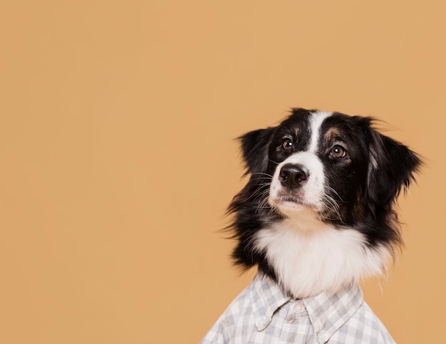 Vorderansicht niedlicher Hund mit Kopienraum