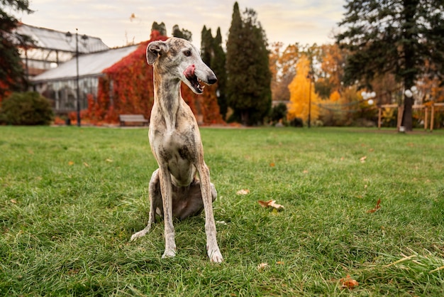 Kostenloses Foto vorderansicht süßer hund, der zeit im freien verbringt