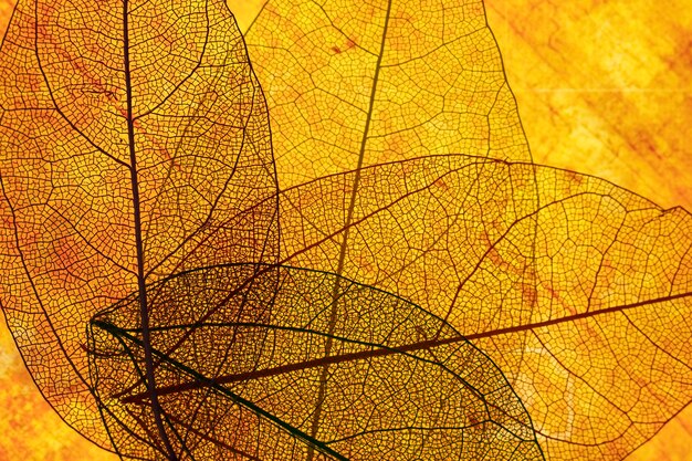 Vorderansicht von orange transparenten Blättern