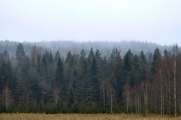 Vorderansichten eines Waldes bei nebligem Wetter