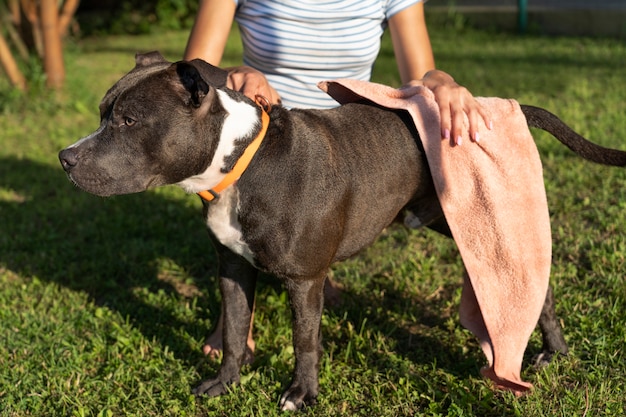 Vorderansichtfrau, die hund abwischt