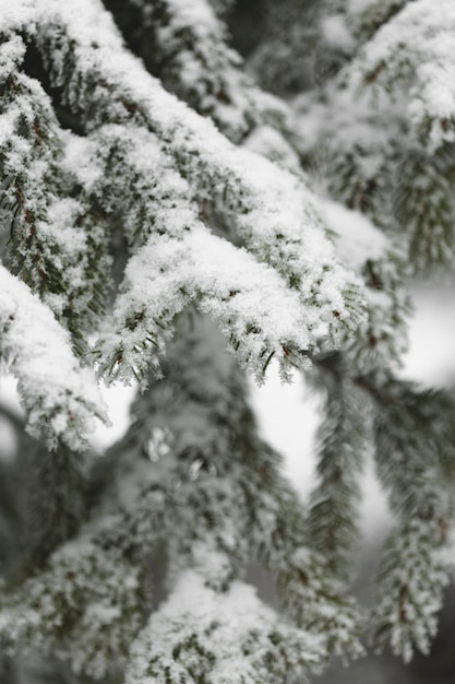 Vorderansichtzweig der Kiefer mit Schnee