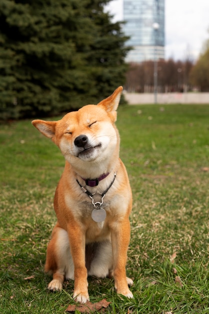 Vordersicht auf den liebenswerten Shiba-Inu-Hund