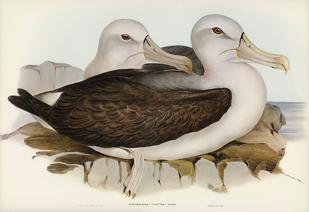 Kostenloses Foto vorsichtiger albatros (diomedea cauta) von elizabeth gould