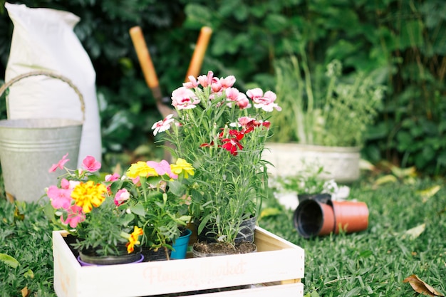 Kostenloses Foto wachsende blumen in holzkisten auf gartenplatz