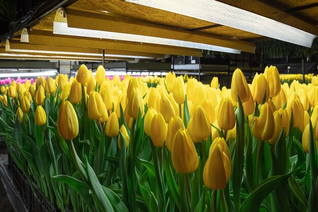 Wachsende Tulpen in einem Gewächshaus - handgefertigte Manufaktur für Ihre Feier. Ausgewählte Frühlingsblumen in leuchtend gelben Farben. Muttertag, Frauentag, Vorbereitung auf die Feiertage, leuchtende Farben.