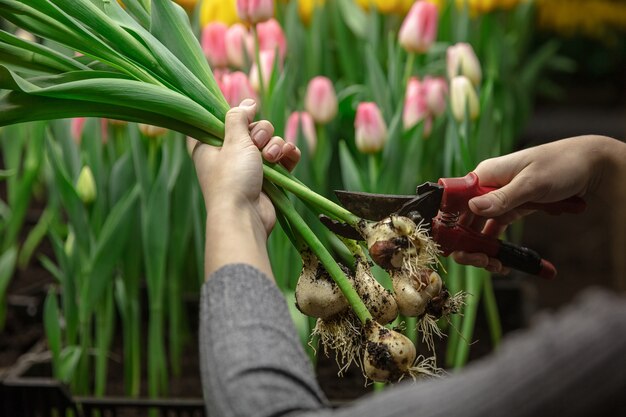 Wachsende Tulpen in einem Gewächshaus - handgefertigte Manufaktur für Ihre Feier. Ausgewählte Frühlingsblumen in zarten rosa Farben. Muttertag, Frauentag, Vorbereitung auf die Feiertage, hell. Blumenstrauß machen aus.