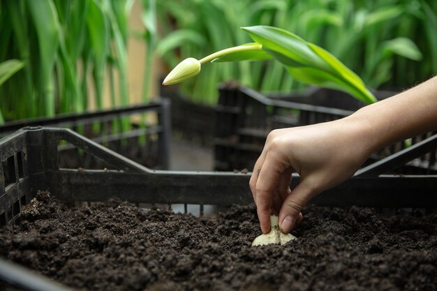 Wachsende Tulpen in einer im Gewächshaus gefertigten Manufaktur für Ihre Feier