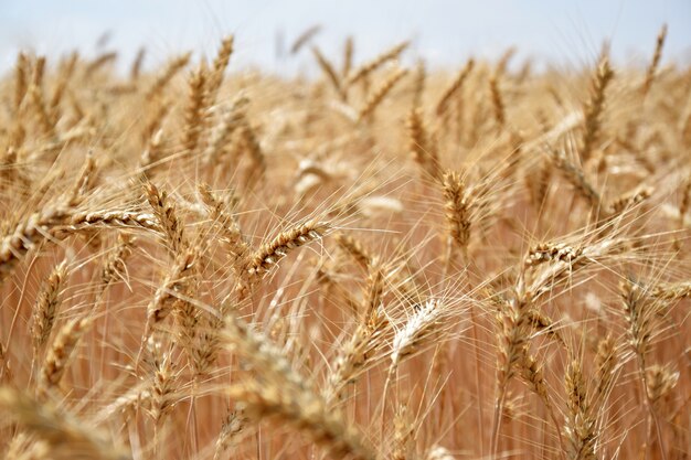 &quot;Wachsender Weizen im Wind&quot;