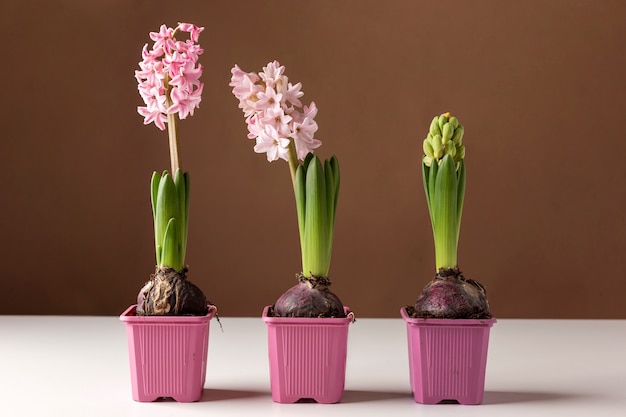 Kostenloses Foto wachsendes lebenskonzept mit blumen