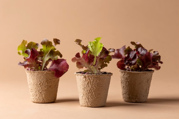 Wachsendes Lebenskonzept mit Blumen