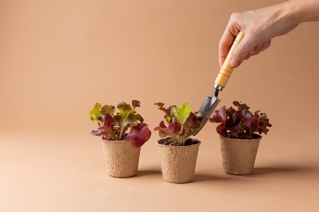 Wachsendes Lebenskonzept mit Blumen