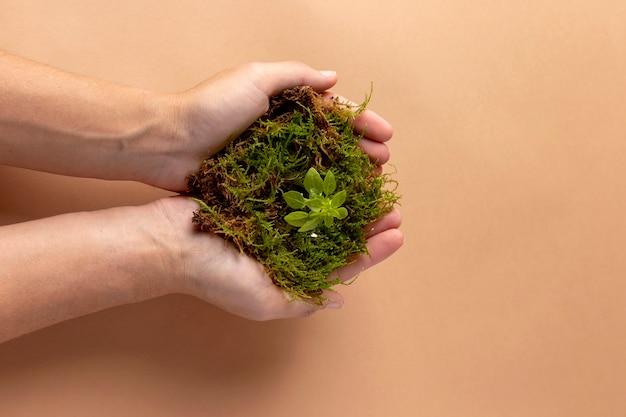 Kostenloses Foto wachsendes lebenskonzept mit blumen