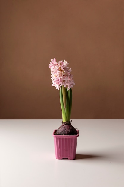 Wachsendes Lebenskonzept mit Blumen