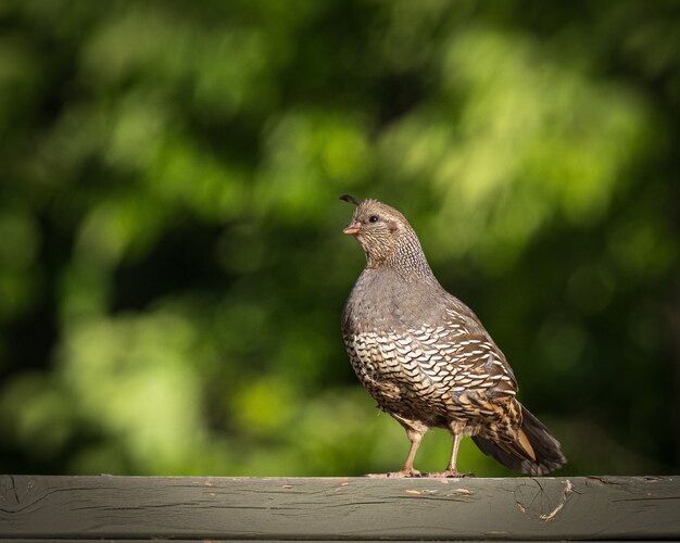 Wachtelvogel auf Zaun