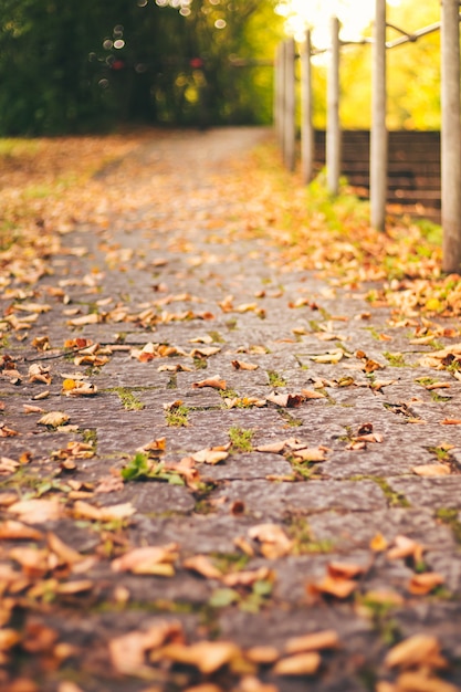 Während eines angenehmen Herbstes fielen trockene Blätter auf den Boden