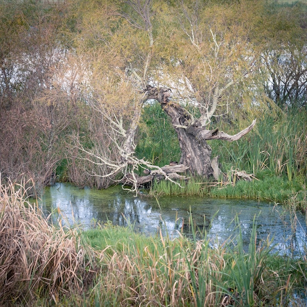 Wakkerstroom Feuchtgebiet.