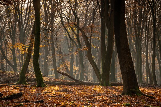 Wald bedeckt mit trockenen Blättern und Bäumen unter dem Sonnenlicht im Herbst