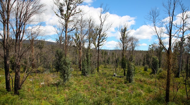 Kostenloses Foto wald im herbst