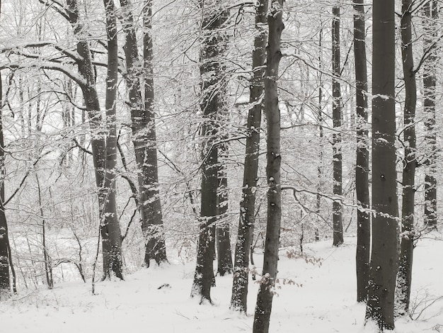 Kostenloses Foto wald im winter