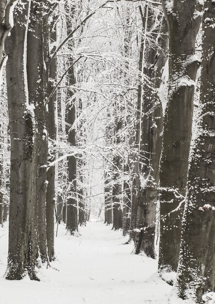 Wald im Winter