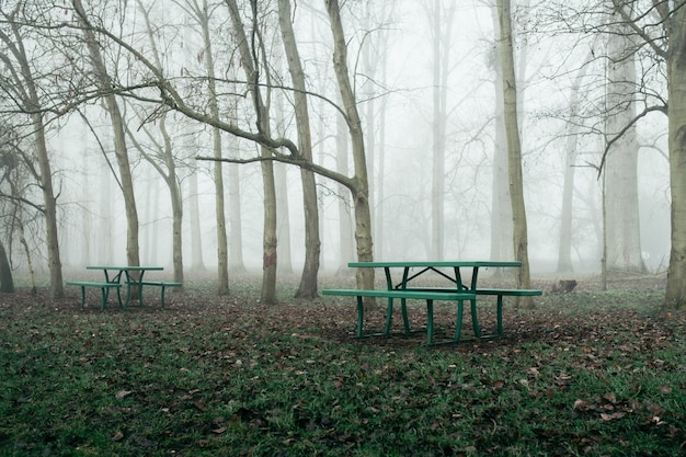 Wald mit Bänken und kahlen Bäumen im Nebel