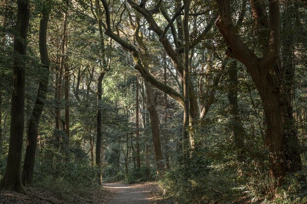 Wald mit Bäumen aus der Nähe