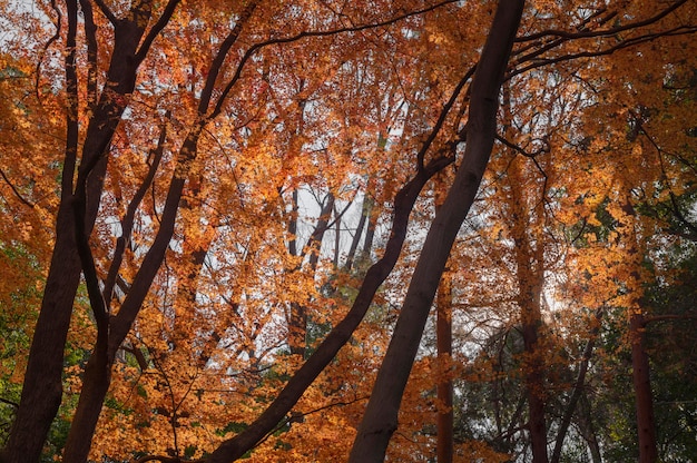 Wald mit Bäumen aus der Nähe