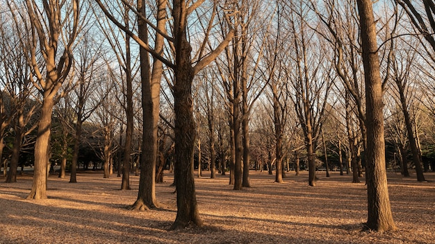 Kostenloses Foto wald mit bäumen in der nähe