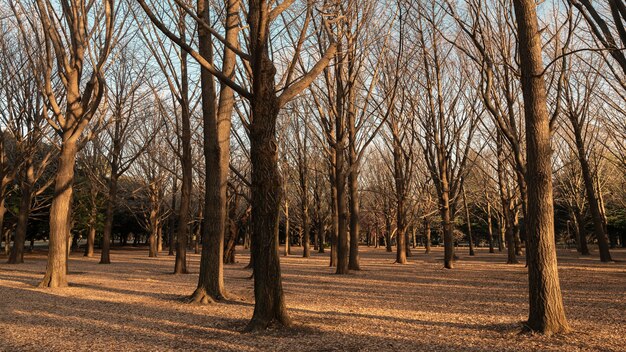 Wald mit Bäumen in der Nähe