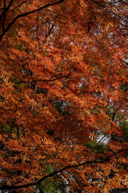 Wald mit Bäumen in der Nähe