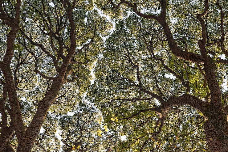 Kostenlose Foto wald mit bäumen in der nähe