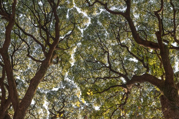 Wald mit Bäumen in der Nähe