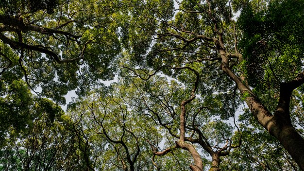 Wald mit Bäumen in der Nähe