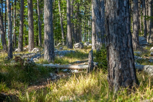 Wald mit dichten hohen Bäumen und Pflanzen im Karst, Slowenien